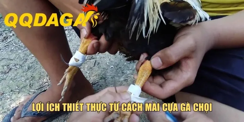 Lợi ích thiết thực từ cách mài cựa gà chọi